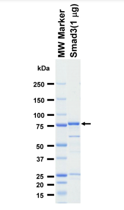 The purity was assessed by SDS-PAGE/CBB staining.
